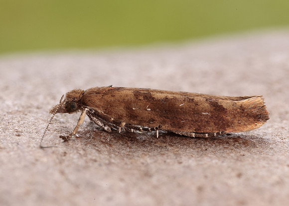 17.011 BF461 Ypsolopha ustella