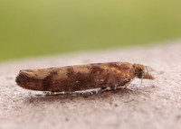 17.011 BF461 Ypsolopha ustella