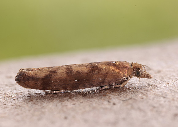 17.011 BF461 Ypsolopha ustella
