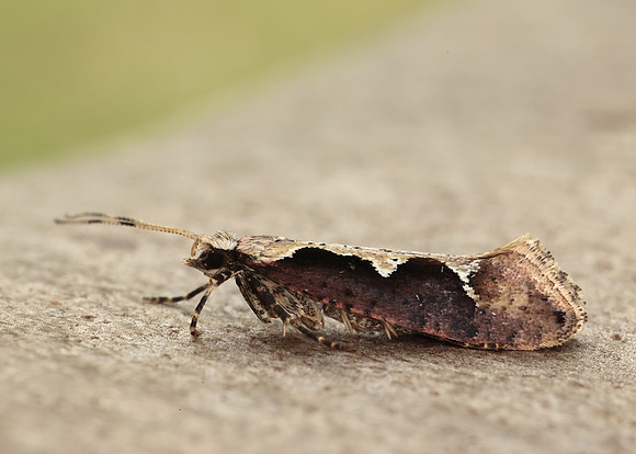 18.006 BF468 Rhigognostis incarnatella