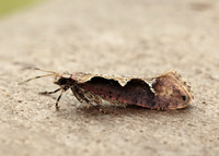 18.006 BF468 Rhigognostis incarnatella