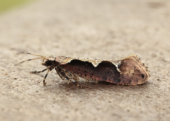 18.006 BF468 Rhigognostis incarnatella