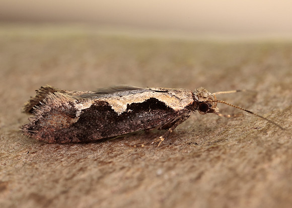 18.006 BF468 Rhigognostis incarnatella