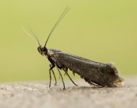 19.002 BF397 Glyphipterix thrasonella