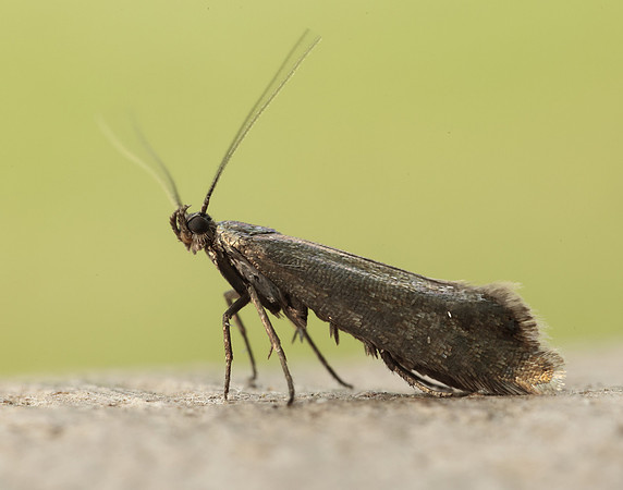 19.002 BF397 Glyphipterix thrasonella