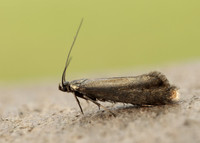 19.002 BF397 Glyphipterix thrasonella