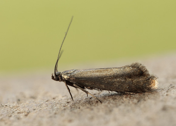 19.002 BF397 Glyphipterix thrasonella