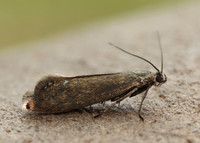 19.002 BF397 Glyphipterix thrasonella