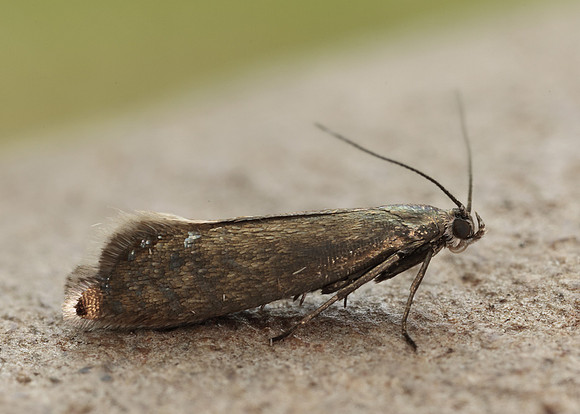 19.002 BF397 Glyphipterix thrasonella