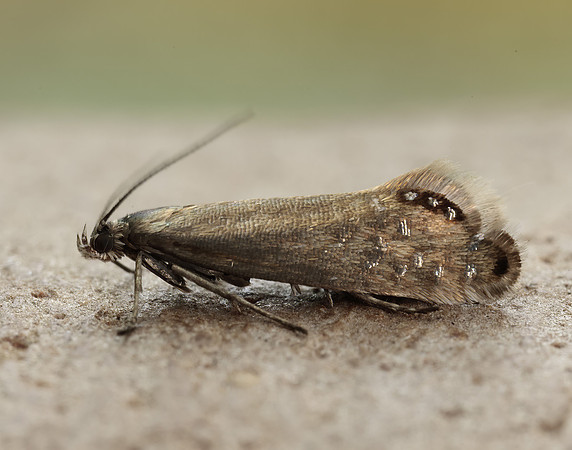 19.002 BF397 Glyphipterix thrasonella