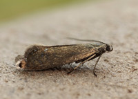 19.002 BF397 Glyphipterix thrasonella