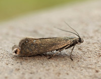 19.002 BF397 Glyphipterix thrasonella