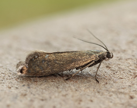 19.002 BF397 Glyphipterix thrasonella
