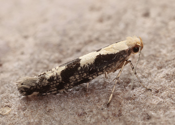 20.019 BF418 Apple Fruit Moth Argyresthia conjugella