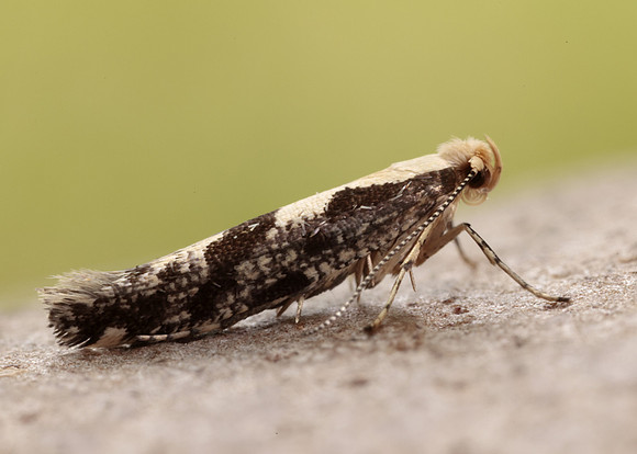 20.019 BF418 Apple Fruit Moth Argyresthia conjugella