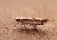 20.021 BF420 Cherry Fruit Moth Argyresthia pruniella