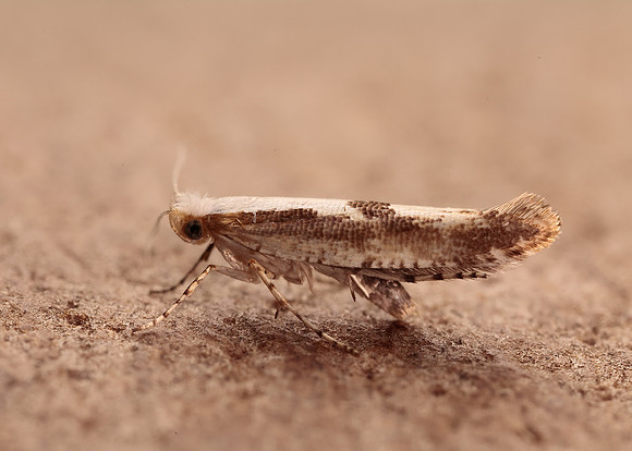 20.021 BF420 Cherry Fruit Moth Argyresthia pruniella