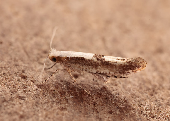 20.021 BF420 Cherry Fruit Moth Argyresthia pruniella