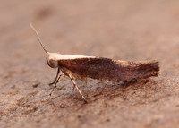 20.023 BF422 Argyresthia albistria