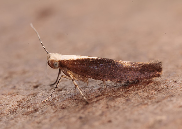 20.023 BF422 Argyresthia albistria