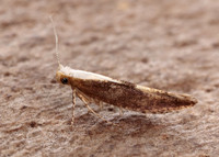 20.023 BF422 Argyresthia albistria