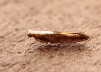 20.023 BF422 Argyresthia albistria