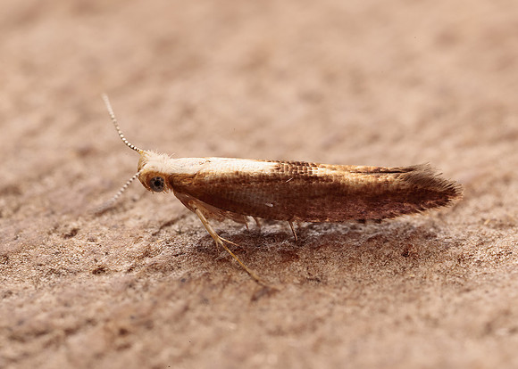 20.023 BF422 Argyresthia albistria