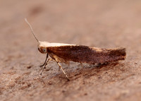 20.023 BF422 Argyresthia albistria