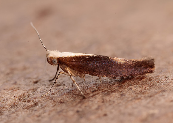 20.023 BF422 Argyresthia albistria