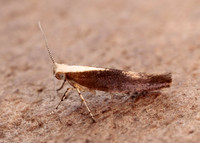 20.023 BF422 Argyresthia albistria