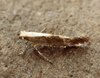 20.024 BF423 Argyresthia semitestacella