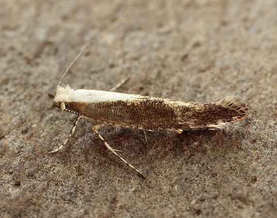 20.024 BF423 Argyresthia semitestacella