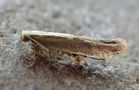 20.024 BF423 Argyresthia semitestacella