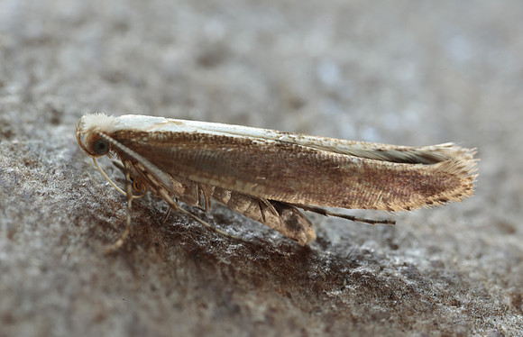 20.024 BF423 Argyresthia semitestacella