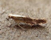 20.024 BF423 Argyresthia semitestacella