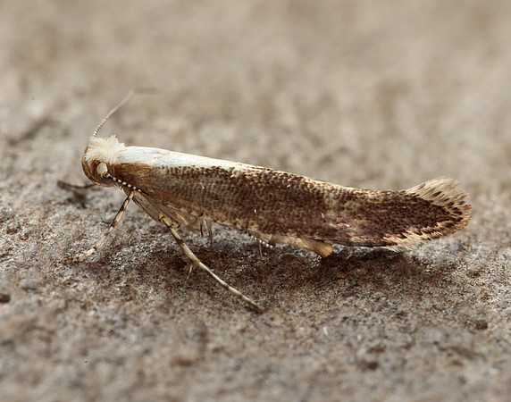 20.024 BF423 Argyresthia semitestacella