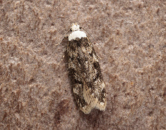 28.009 BF648 White-shouldered House-moth Endrosis sarcitrella