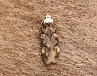 28.009 BF648 White-shouldered House-moth Endrosis sarcitrella