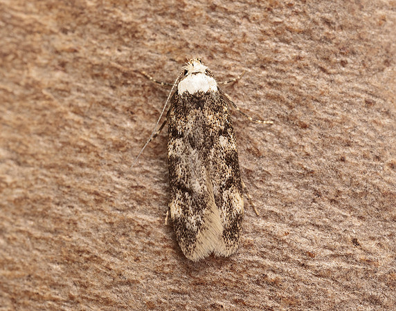28.009 BF648 White-shouldered House-moth Endrosis sarcitrella