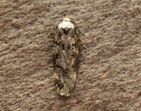 28.009 BF648 White-shouldered House-moth Endrosis sarcitrella