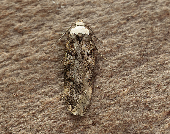 28.009 BF648 White-shouldered House-moth Endrosis sarcitrella