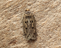 28.010 BF647 Brown House-moth Hofmannophila pseudospretella
