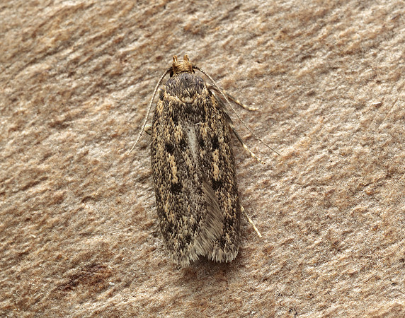 28.010 BF647 Brown House-moth Hofmannophila pseudospretella