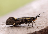 28.019 BF649 Esperia sulphurella