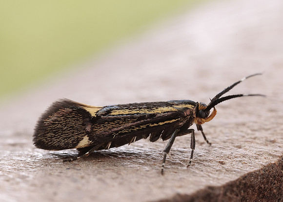 28.019 BF649 Esperia sulphurella