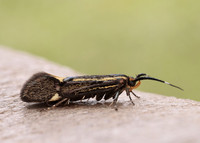 28.019 BF649 Esperia sulphurella