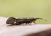 28.019 BF649 Esperia sulphurella