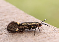 28.019 BF649 Esperia sulphurella