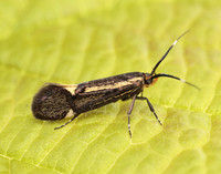 28.019 BF649 Esperia sulphurella