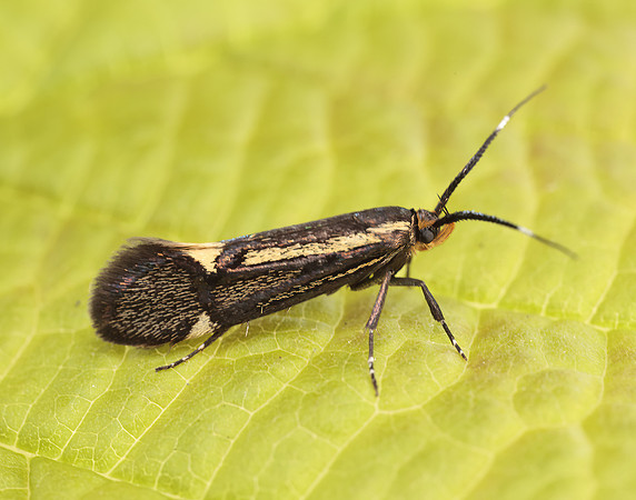 28.019 BF649 Esperia sulphurella